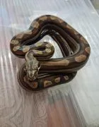 Boa BCI Samiec CA MOTLEY INCA RLT 50% poss dh Albino T+ prodigy/nicaragua