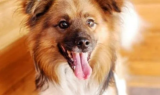Adoptuj BILBO ze schroniska, łódzkie Skierniewice