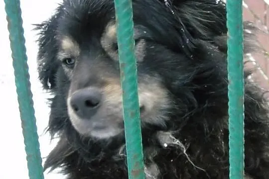 Perełka - kochana, łagodna, towarzyska sunia - szuka domu...