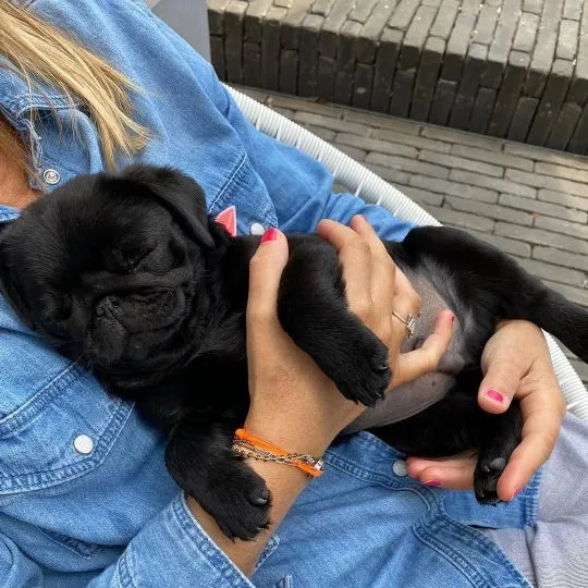 Lilly to naprawdę niesamowity mops, niezwykle lojalny, inteligentny i wrażliwy emocjonalnie... napis, , Kilianówka