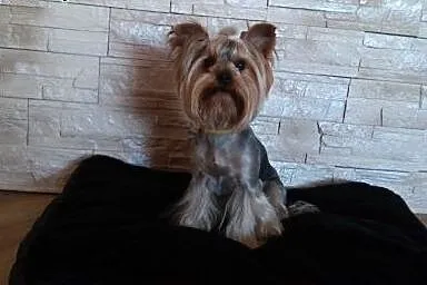 Yorkshire Terrier reproduktor,  śląskie Dąbrowa Gó