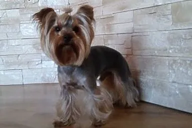 Yorkshire Terrier reproduktor,  śląskie Dąbrowa Gó
