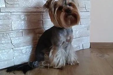Yorkshire Terrier reproduktor,  śląskie Dąbrowa Gó