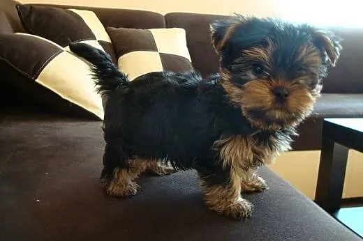 Yorkshire Terrier reproduktor,  śląskie Dąbrowa Gó