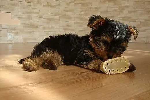 Yorkshire Terrier reproduktor,  śląskie Dąbrowa Gó