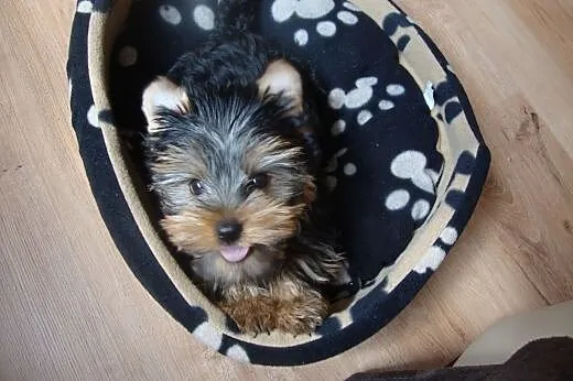 Yorkshire Terrier reproduktor,  śląskie Dąbrowa Gó