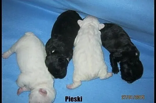 Buldog Francuski Buldogi francuskie Buldożki piesk