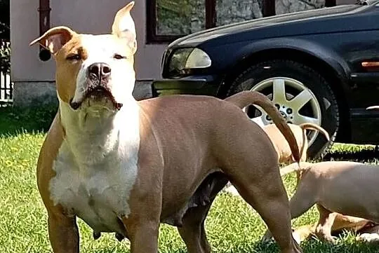 American Staffordshire Terrier, Podlaskie, Sokoły