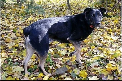 Oddam Ci serce tylko daj mi dom- Pharell ,  mazowi