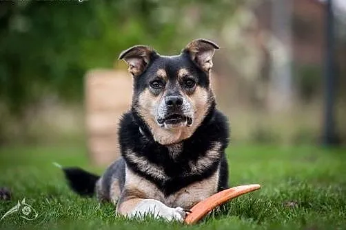 Przy nim każdy smutek znika - pokochaj BERCIKA!,  