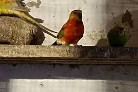 Sprzedam papugę swiergote