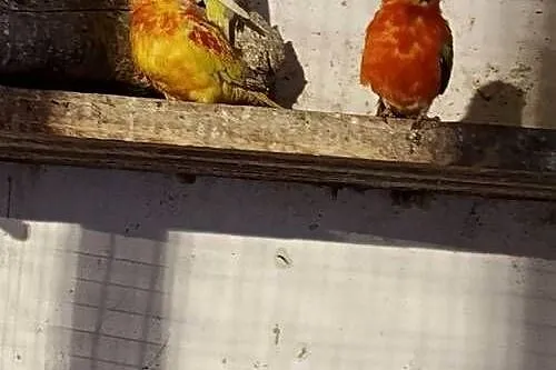 Sprzedam papugę swiergote, Łódzkie, Gorzkowice