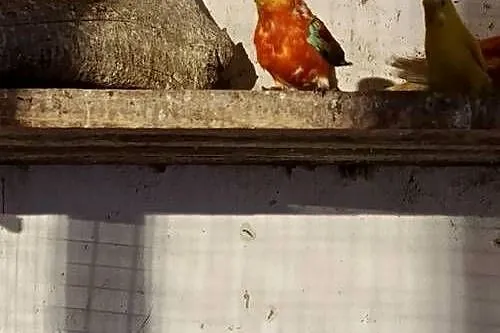Sprzedam papugę swiergote, Łódzkie, Gorzkowice