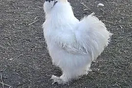 Koguty silki