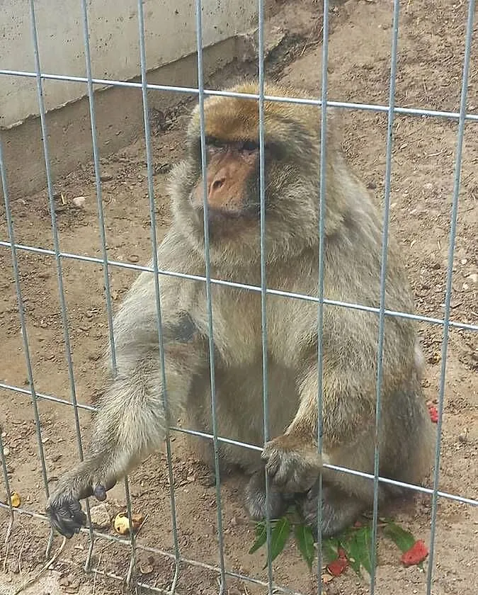 Makaki Magota zmienią dom, Podlaskie, Białystok