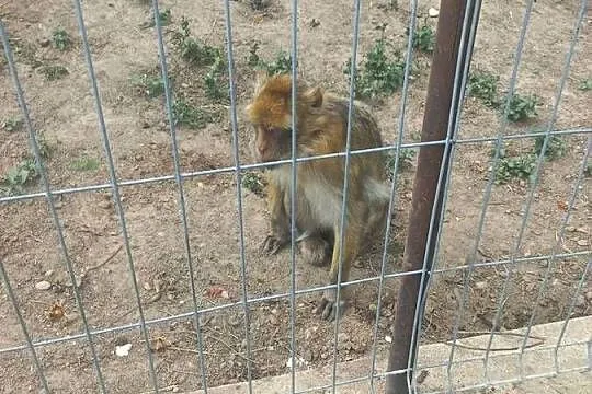 Makaki Magota zmienią dom, Podlaskie, Białystok
