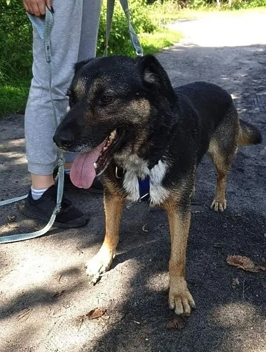 Adoptuj Ciapka, Łódzkie, Tomaszów Mazowiecki