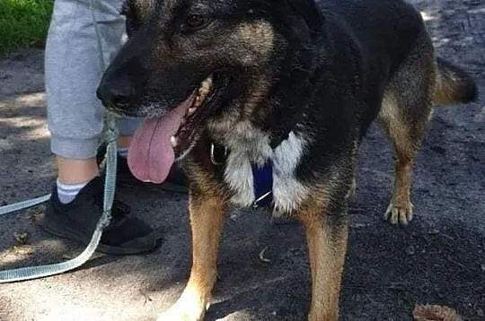Adoptuj Ciapka, Łódzkie, Tomaszów Mazowiecki