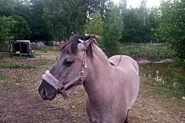 Koń klacz 4latka