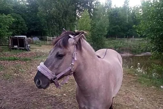 Koń klacz 4latka