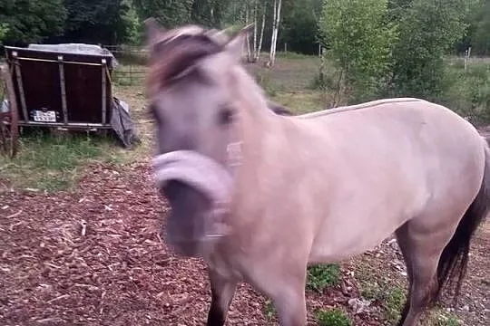Koń klacz 4latka, Śląskie, Starcza