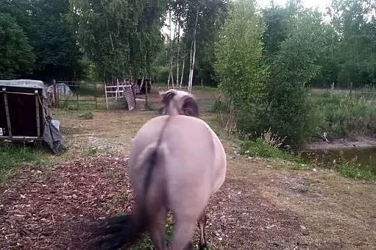Koń klacz 4latka, Śląskie, Starcza