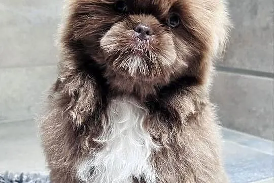 Shih Tzu czekoladowo-złoty piesek  Monti, Śląskie, Kościelec