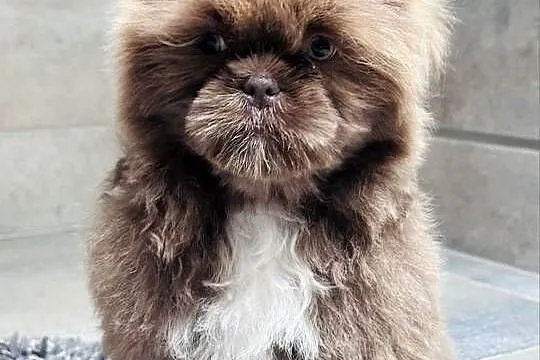 Shih Tzu czekoladowo-złoty piesek  Monti, Śląskie, Kościelec
