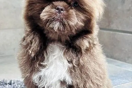 Shih Tzu czekoladowo-złoty piesek  Monti, Śląskie, Kościelec