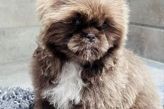 Shih Tzu czekoladowo-złoty piesek  Monti, Śląskie, Kościelec