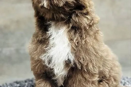 Shih Tzu czekoladowo-złoty piesek  Monti, Śląskie, Kościelec