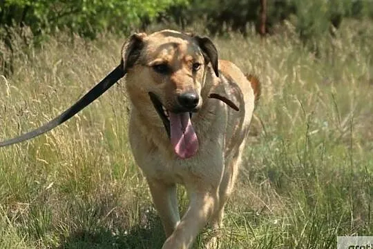 Marzę aby w końcu ktoś dał mi domek gdzie będę szczęśliwy i kochany, Małopolskie, Kraków