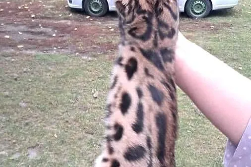 Koty Bengalskie z rodowodem