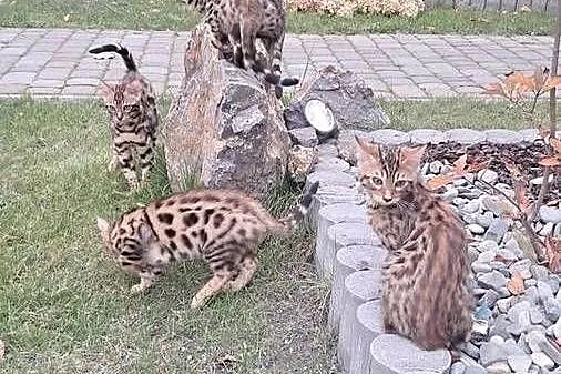 Koty Bengalskie z rodowodem, Lubelskie, Chełm