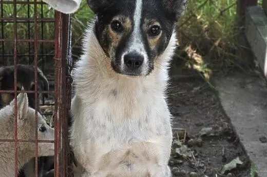 Oskar przyjacielski psiak -  mix foxterrierka ,  mazowieckie Warszawa