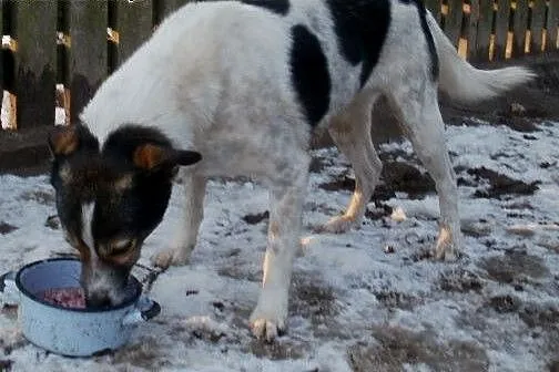Oskar przyjacielski psiak -  mix foxterrierka ,  m