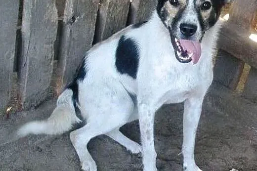 Oskar przyjacielski psiak -  mix foxterrierka ,  m