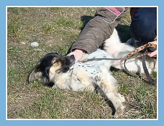 Średni 10 kg, łaciaty DUDUŚ,wesoły, aktywny,przyja