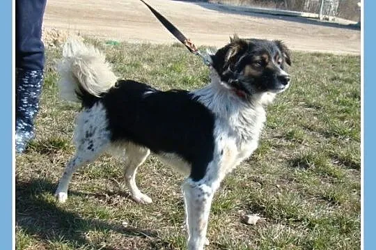 Średni 10 kg, łaciaty DUDUŚ,wesoły, aktywny,przyja