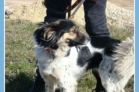 Średni 10 kg, łaciaty DUDUŚ,wesoły, aktywny,przyja