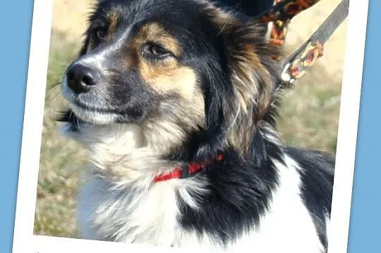 Średni 10 kg, łaciaty DUDUŚ,wesoły, aktywny,przyja