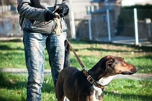 Zjawiskowa BELLA szuka kochajecgo domu,  podkarpac