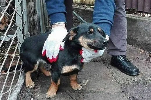 4 psy zagrożone WOJTYSZKAMI- błagamy o pomoc!,  śl