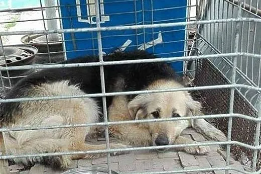 4 psy zagrożone WOJTYSZKAMI- błagamy o pomoc!,  śl
