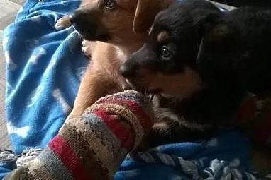 ZAKOCHAJ SIĘ - 8 tyg. IMBIR czeka na DOM!!!,  mazo