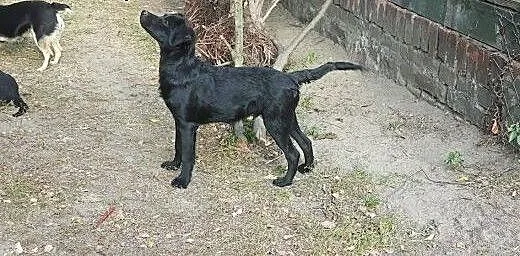 Zoltar do adopcji 5 miesięcy piesek, mazowieckie