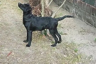 Zoltar do adopcji 5 miesięcy piesek,  mazowieckie 
