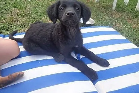 Zoltar do adopcji 5 miesięcy piesek,  mazowieckie 