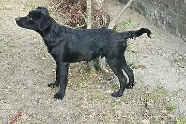 Zoltar do adopcji 5 miesięcy piesek,  mazowieckie 