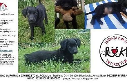 Zoltar do adopcji 5 miesięcy piesek,  mazowieckie 